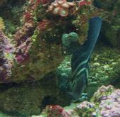 Reef tank