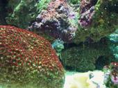 reef tank
