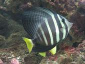 reef tank