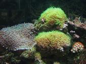 reef tank