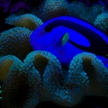 Blue Tang