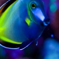 Powder Brown Tang