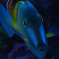 Powder Brown Tang