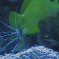 Yellow Tang