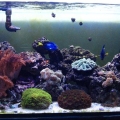 Gianni's Reef