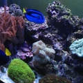 Gianni's Reef2