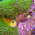 Midas Blenny with GSP