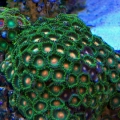 Wildreefs Zoa's