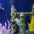 Bubbles & Dory