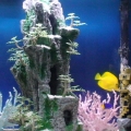 Fish only tank