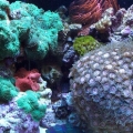 Mushrooms, Zoo's, Carpet, and Chromis