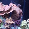 Montipora, Kenya's, Hammer