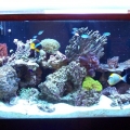 135 gallon Reef Tank