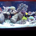 Cropped 135 gallon reef pic