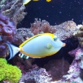 Fish3