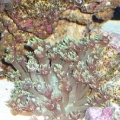 Goniapora
