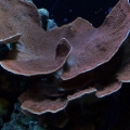 Montipora
