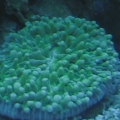 Plate Coral