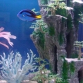 Dory