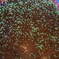 Torch coral