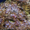 DSC00785
