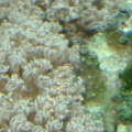 encrusting gorgonian releasing "Eggs"