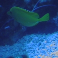 DCAM0035