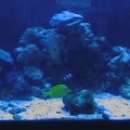 Tank_Picutres