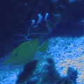 yellow_tang2