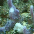Lavender sponge