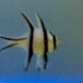 Banggai cardinal