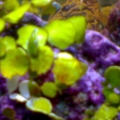 Halimeda Algae