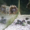 anemone11
