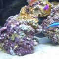 Coralline
