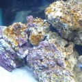 Wrasser_fish