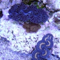 my maximas