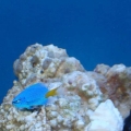 First Fish