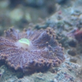 mushroom_20080524
