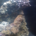 First Tank, Day 1