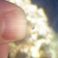Baby Snail!