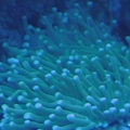 Green_Plate_Coral_Picture