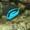 427a