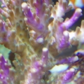 3_color_06-01-08