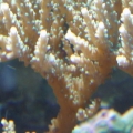 P6010050sm