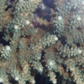 top_down_sm