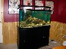 The Bliss Fishbowl