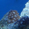 Pink Button Coral