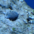 Hermit crab