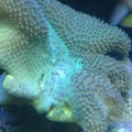 somethings eating this leather!