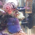 3 gallon micro nano